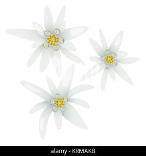 Edelweiss Foto Stock