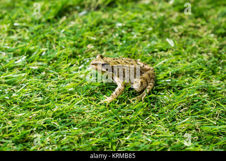 Un po' di rana verde seduta in erba Foto Stock