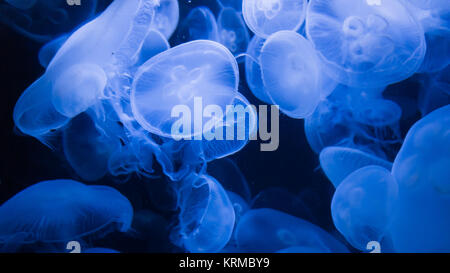 meduse blu Foto Stock