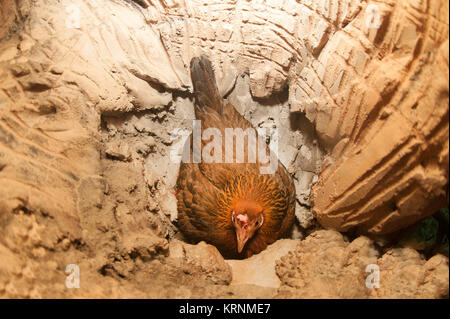 Red Jungle fowl di uova da cova in un nido di cava. Foto Stock