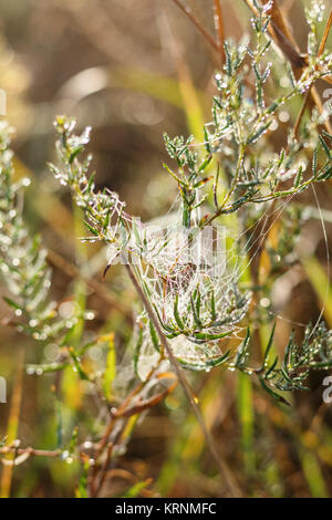 Vista ravvicinata delle stringhe di una spider web. Spider Web con sfondo colorato, serie natura Foto Stock