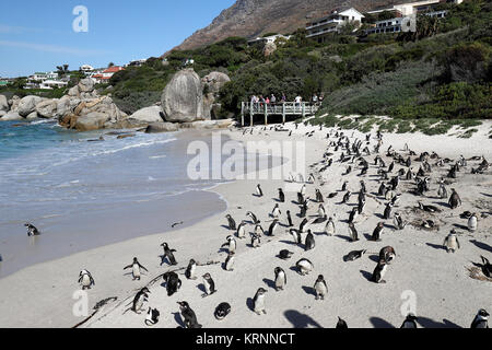 Colonia di pinguini a Boulders Beach, Città di Simon vicino a Cape Town, Sud Africa. Foto Stock