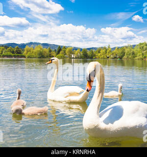 Cigni con nidiacei a Lubiana. Foto Stock