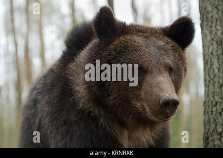 Unione orso bruno / Europäischer Braunbaer ( Ursus arctos ), vicino dettagliata colpo di testa, l'Europa. Foto Stock