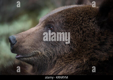 Unione orso bruno / Europäischer Braunbaer ( Ursus arctos ), vicino dettagliata colpo di testa, sembra divertente, l'Europa. Foto Stock