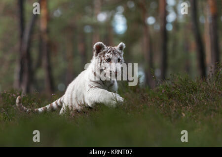 Royal tigre del Bengala / Koenigstiger ( Panthera tigris ), bianco, leucistic animale, corre veloce, salto attraverso il undergrwoth di una foresta naturale. Foto Stock