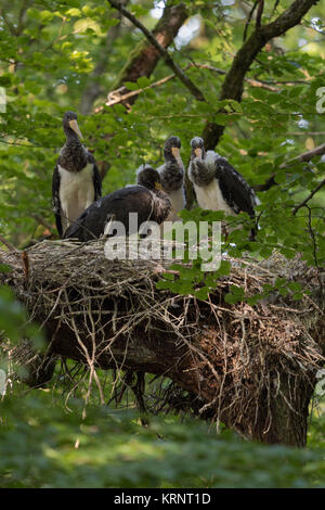 Cicogna Nera / Schwarzstorch ( Ciconia nigra ), giovani pulcini in appoggio il loro nido, nascosto in un treetop di un faggio quasi maturi, fauna selvatica, l'Europa. Foto Stock