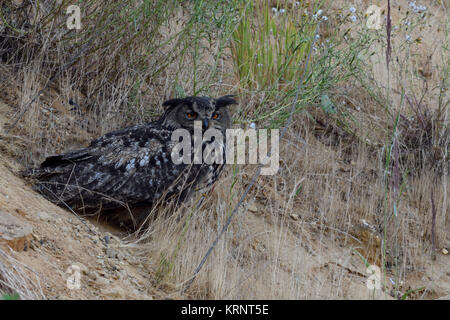 Gufo reale (Bubo bubo ), adulto, seduta in erba di una pendenza di una buca di sabbia, nascosto sotto un cespuglio, al tramonto, la fauna selvatica, l'Europa. Foto Stock