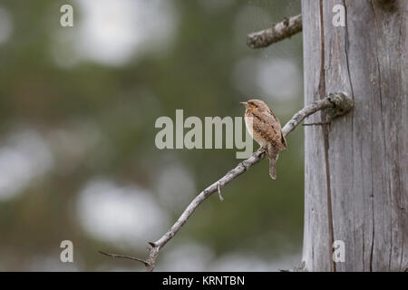 Eurasian spasmodico / Wendehals ( Jynx torquilla ) appollaiato su un ramo di un morto albero di abete, vista tipica sulla distanza, in ambiente naturale circostante, l'Europa. Foto Stock