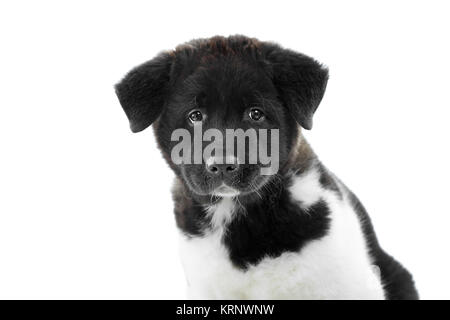 Un soffici american s akita cucciolo guarda la telecamera. Foto Stock