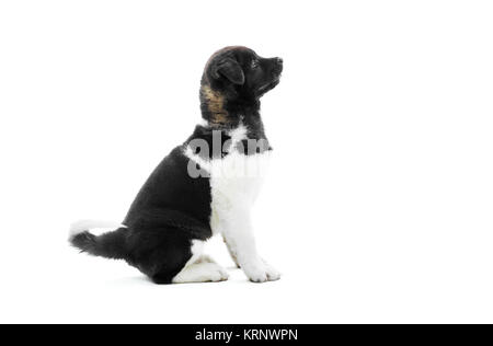 Il più bello in bianco e nero akita americano s cucciolo. Foto Stock