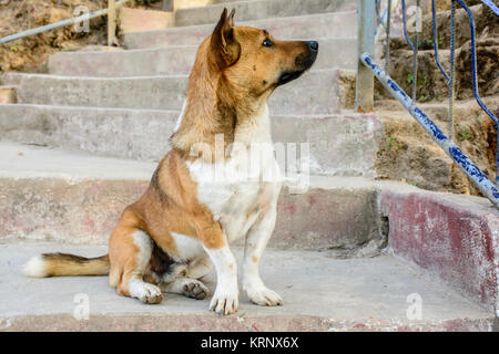 Primo piano del cane che cercano mindedly assente Foto Stock