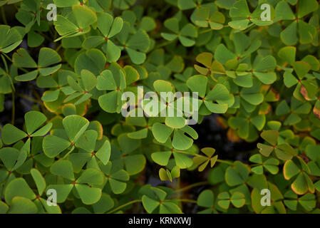 Marsilea quadrifolia Foto Stock