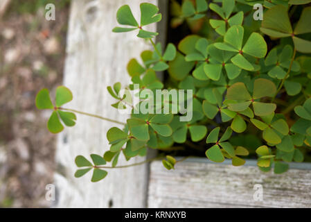 Marsilea quadrifolia Foto Stock