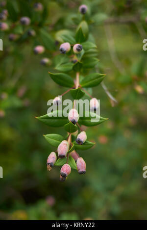 Myrtus communis Foto Stock