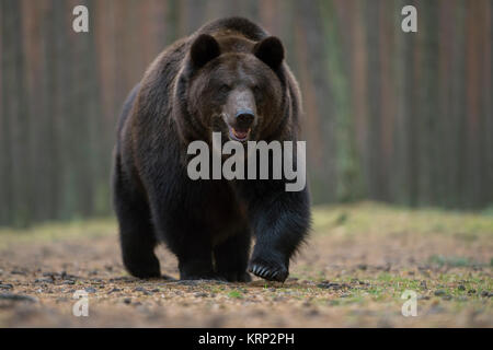 Orso bruno / Braunbär ( Ursus arctos ), passeggiate, impressionante, Scatto frontale, a basso punto di vista, foresta, l'Europa. Foto Stock
