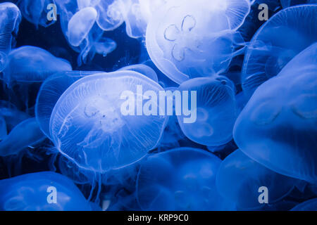 meduse blu Foto Stock