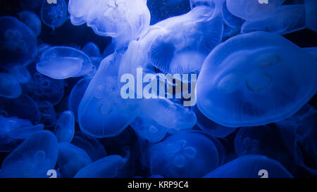 meduse blu Foto Stock