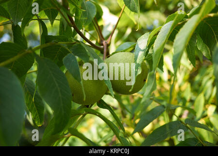 Juglans nigra Foto Stock