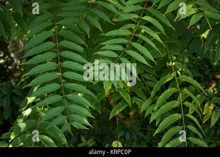 Juglans nigra Foto Stock