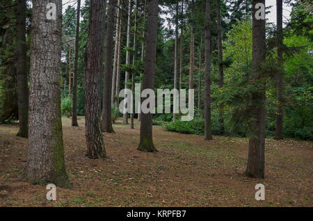 Bella foresta autunnale con alberi secolari, situata nel monumento nazionale di architettura del paesaggio Park Foto Stock