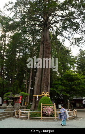 Fujiyoshida city, Giappone - 13 Giugno 2017: sacerdote scintoista che passa un albero sacro, goshinboku, a Fujiyoshida Sengen Santuario in Fujiyoshida city Foto Stock