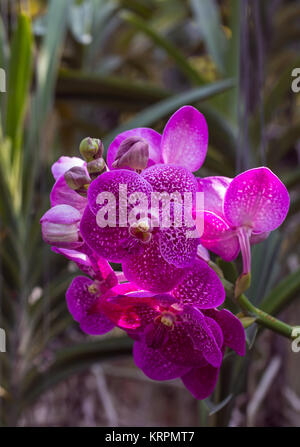 Orchidee nel giardino di orchidee. Foto Stock