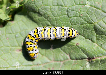 Caterpillar mullein moth (shargacucullia verbasci) Foto Stock