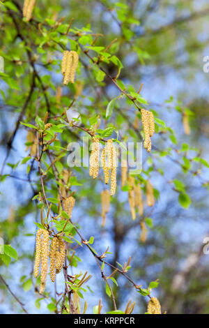 Foglie giovani di betulla Foto Stock