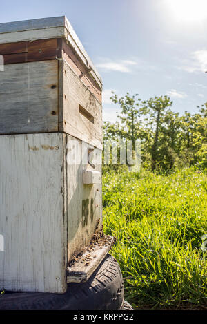 Fino chiudere la vista di Bee Box Foto Stock