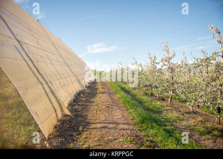 Pera alberi in fiore accanto al Green House Foto Stock