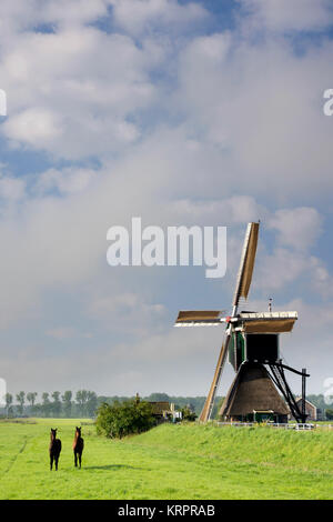 Cavalli davanti al mulino Wingerdse vicino Oud-Alblas nella regione olandese Alblasserwaard Foto Stock