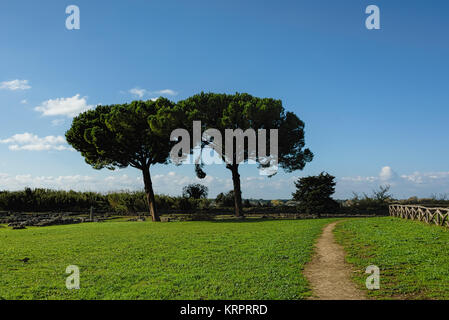 Alberi sotto il cielo limpido in un antico rovine della città Foto Stock