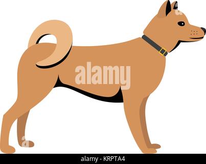 Akita Inu - cane di razza asiatica su sfondo bianco. Illustrazione Vettoriale Illustrazione Vettoriale