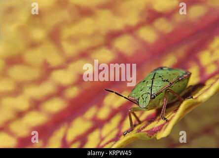 riso verde bug nezara viridula su un ortica pungente Foto Stock