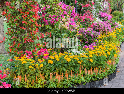 Decorate a colori vivaci Flower Garden Foto Stock