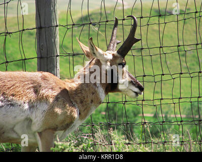 Un pronghorn antelope coetanei attraverso una recinzione in Black Hills del Sud Dakota. Foto Stock