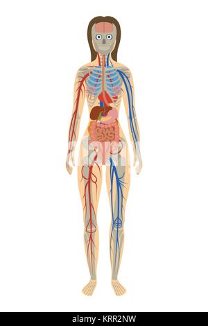 Illustrazione di anatomia umana della donna su sfondo bianco Illustrazione Vettoriale