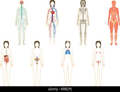 Insieme di organi umani e i sistemi del corpo vitalità. Illustrazione Vettoriale Illustrazione Vettoriale