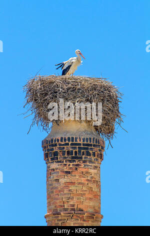 Genitore cicogna nel nido sul camino con cielo blu Foto Stock