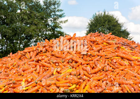 Un sacco di carote arancione come ortaggi giacente in agriturismo Foto Stock