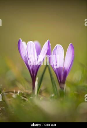 due fiori di croco in pastello su sfondo incandescente Foto Stock