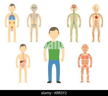 Cartoon uomo anatomia del corpo. Tutti i sistemi del corpo - Apparato urogenitale, respiratorio, nervoso, circolatorio, Scheletro, digestivo e muscolare. Vector illustrat Illustrazione Vettoriale