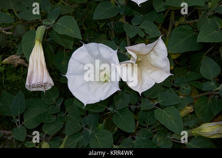 Datura metel Foto Stock