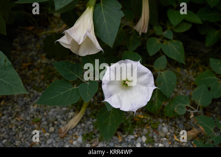 Datura metel Foto Stock