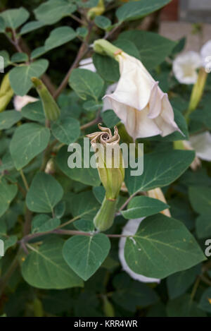 Datura metel Foto Stock