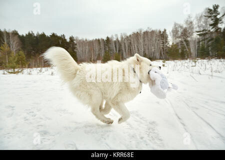 Samoiedo husky cane giocare nella neve in inverno all'aperto Foto Stock