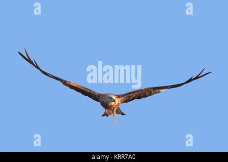 Nibbio reale (Milvus milvus) battenti con pesce pescato in artigli contro il cielo blu Foto Stock