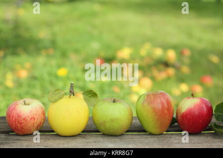 British mele delle varietà visualizzata su di una cassa in un inglese un frutteto (L-R: Malus domestica Casa di Caccia, Greensleeves, Edward VII, Mercato di Helmsley, Saturno Foto Stock