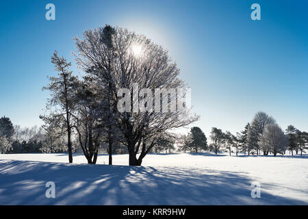 Coperta di neve alberi in Nord America il parco. Foto Stock